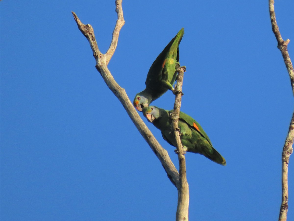 Blue-cheeked Amazon - Hugo Foxonet