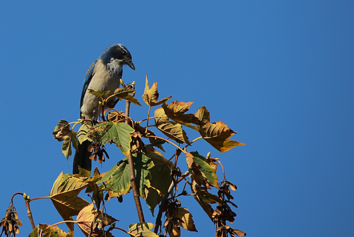 California Scrub-Jay - ML492450551