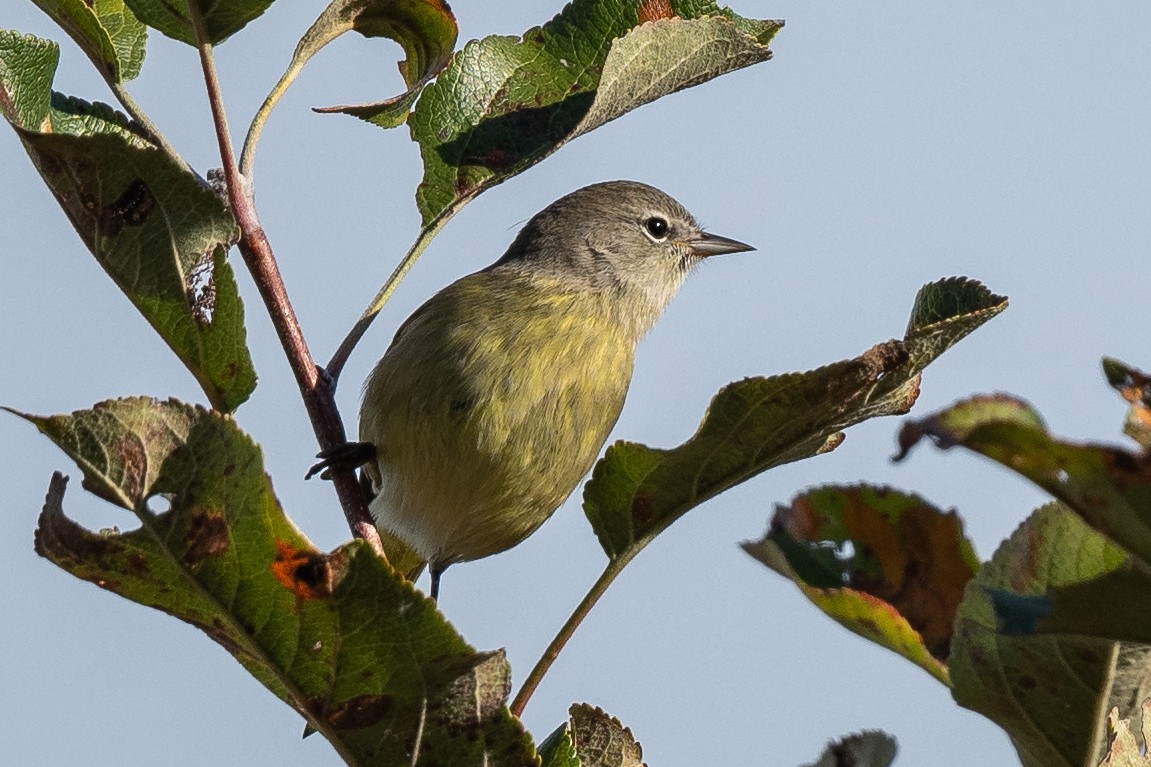 Orange-crowned Warbler - ML492450741