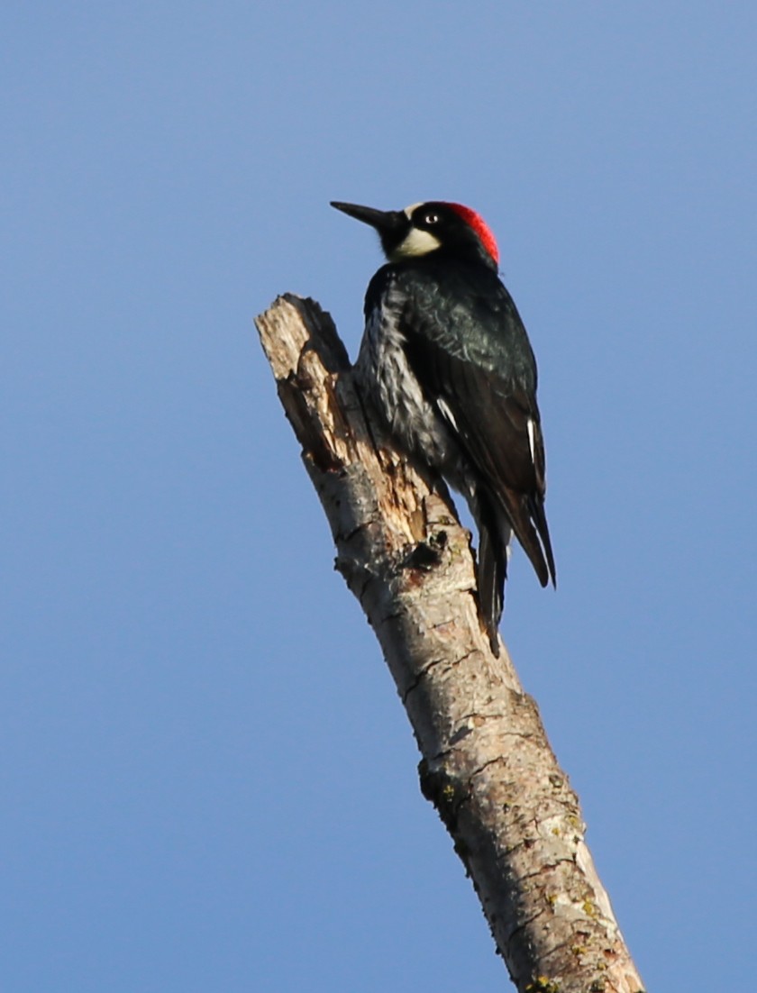 Acorn Woodpecker - Hui Sim