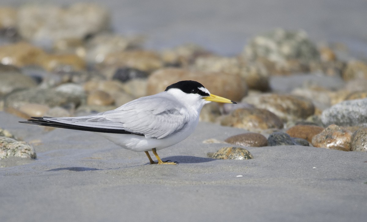 eBird Checklist - 15 Jun 2014 - Plymouth Beach - 23 species