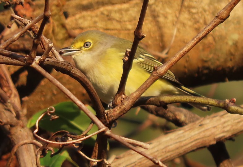 White-eyed Vireo - ML492451051