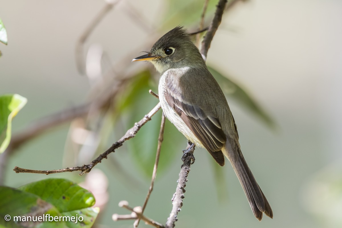 Cuban Pewee - ML492451061