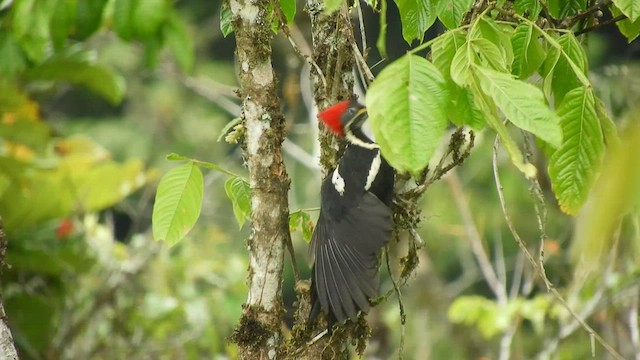 Lineated Woodpecker - ML492451171