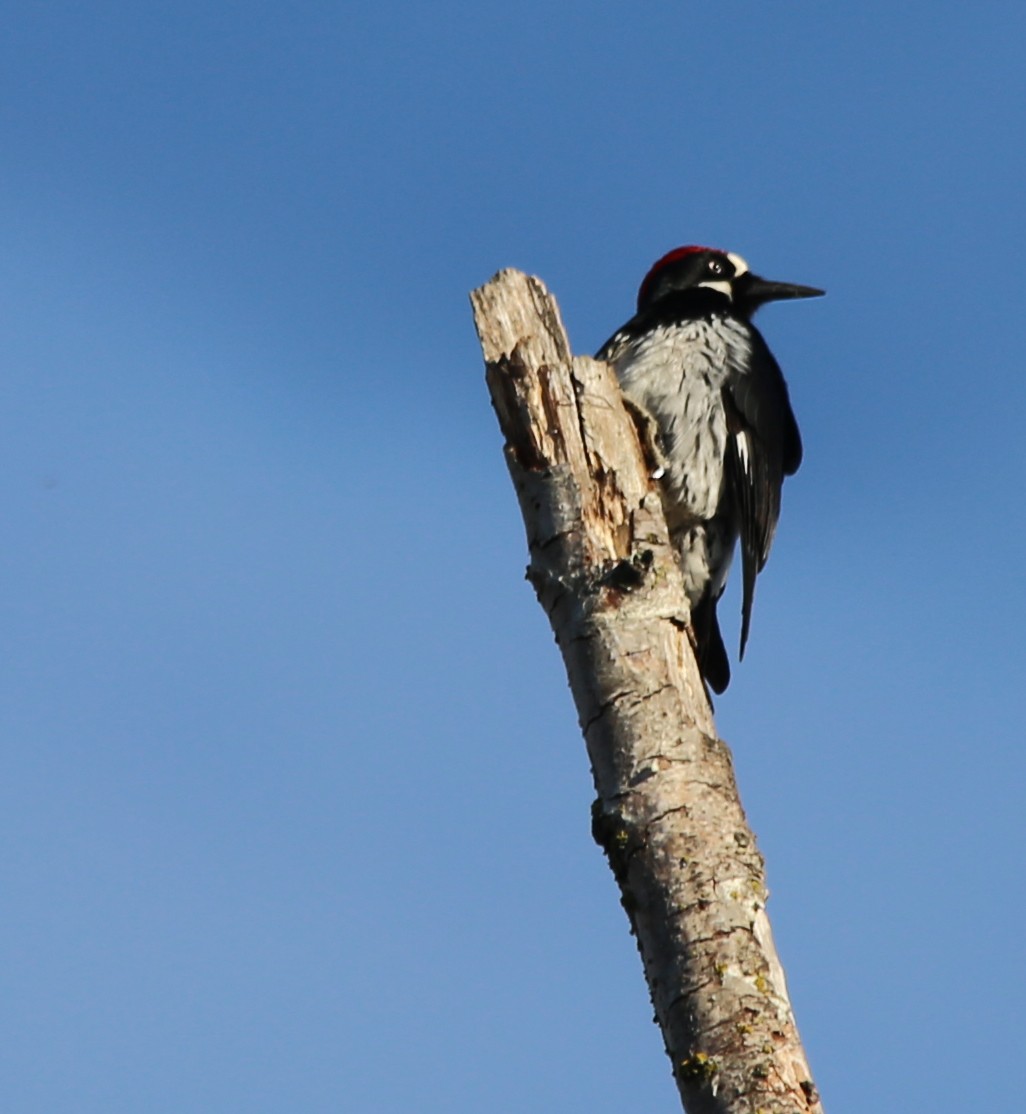 Acorn Woodpecker - Hui Sim