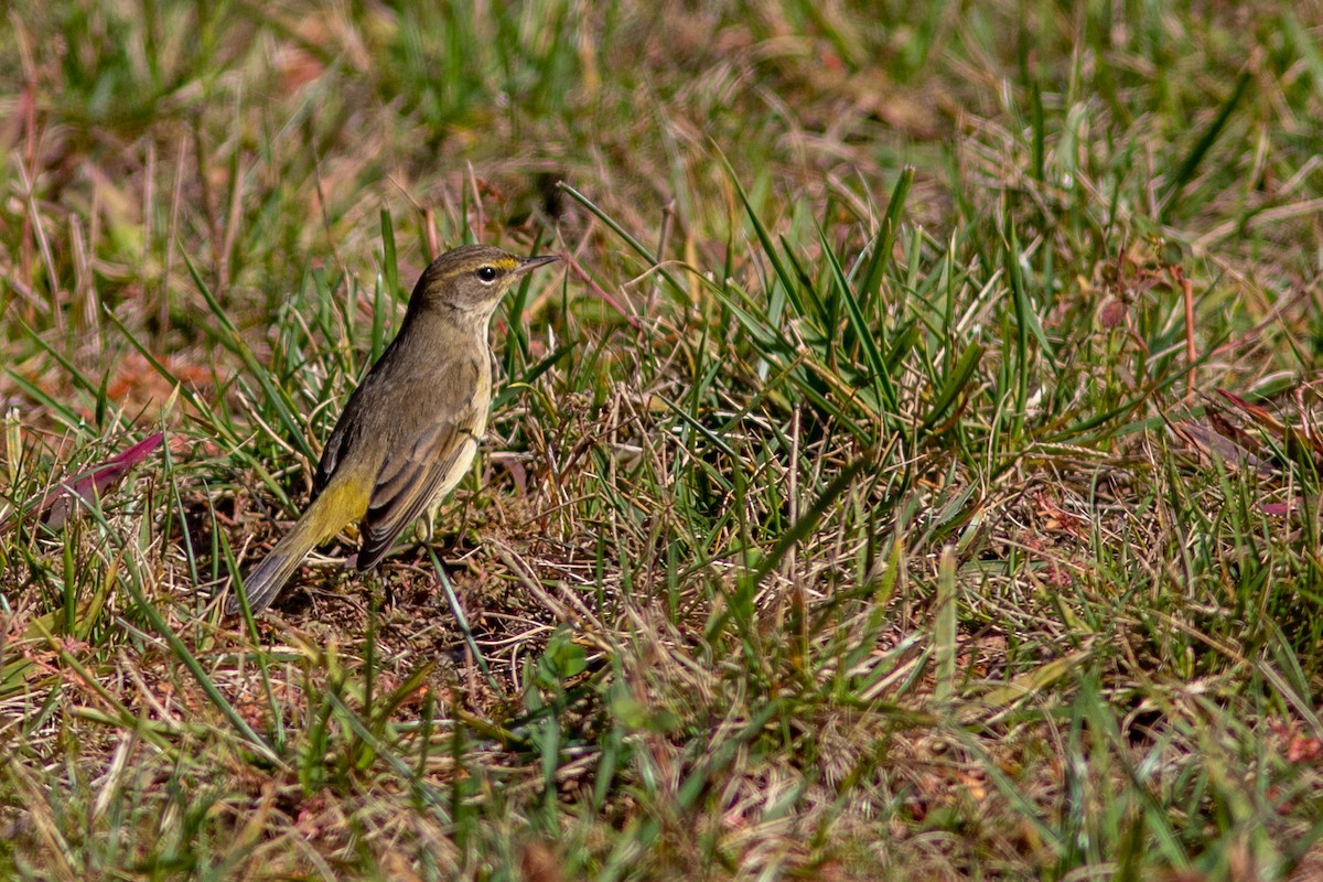 Palm Warbler - ML492452701