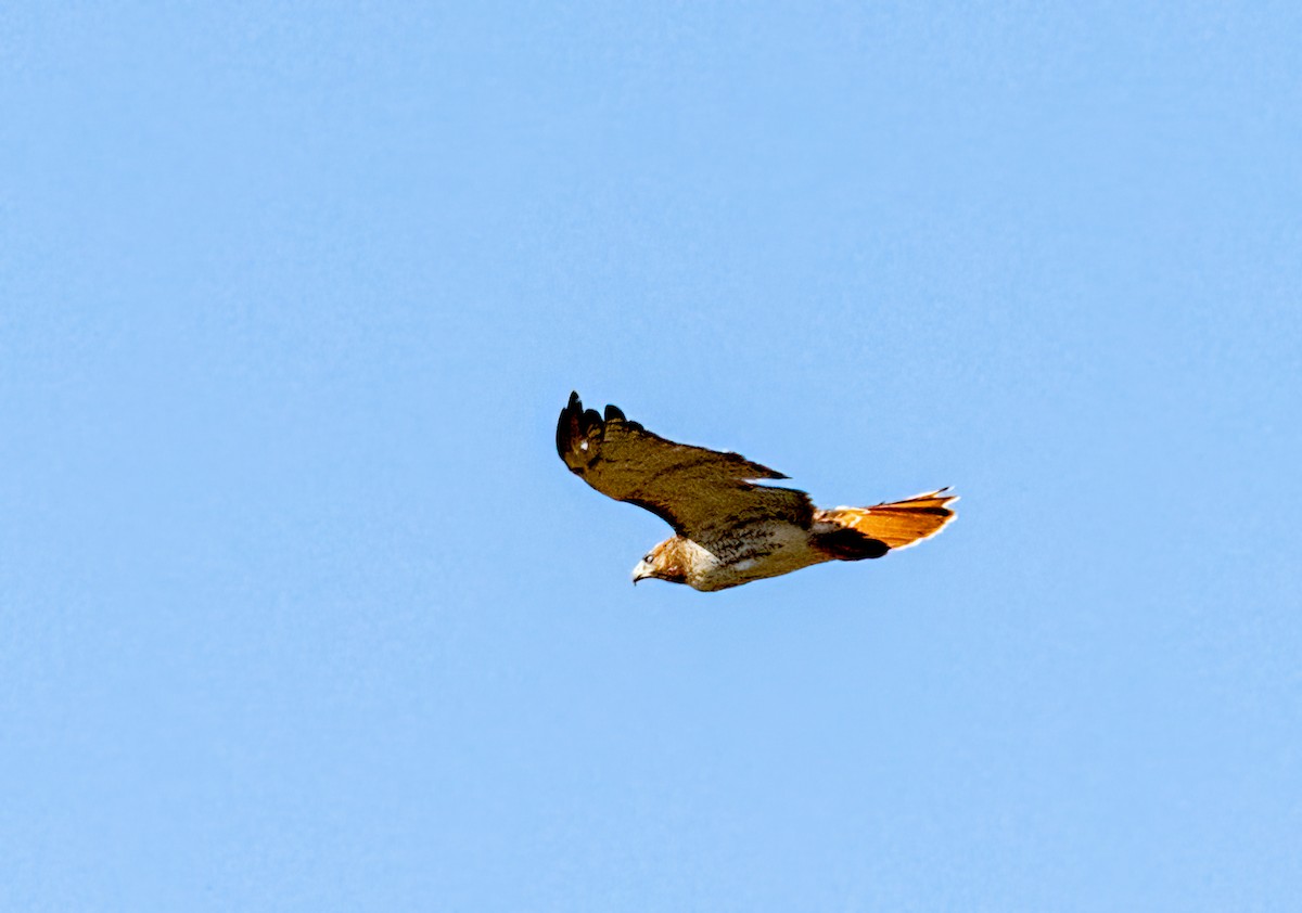 Red-tailed Hawk - ML492453111