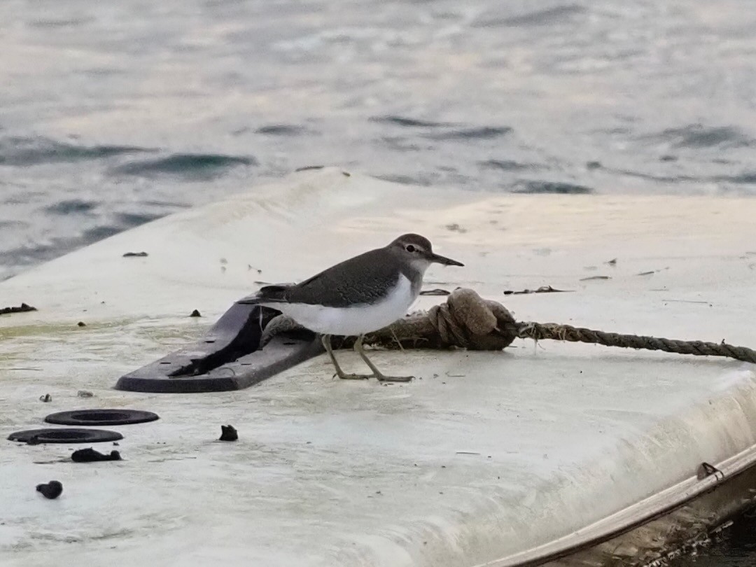 Common Sandpiper - Robert Gowan