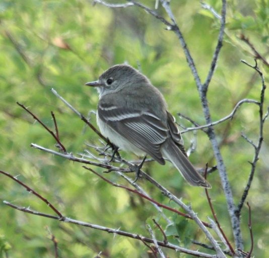 Dusky Flycatcher - ML49245431