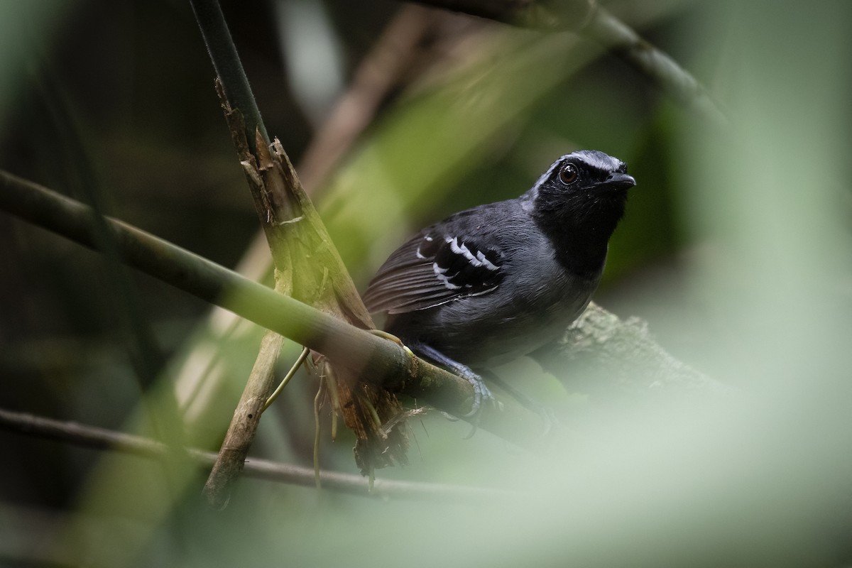 Black-faced Antbird - ML492455221