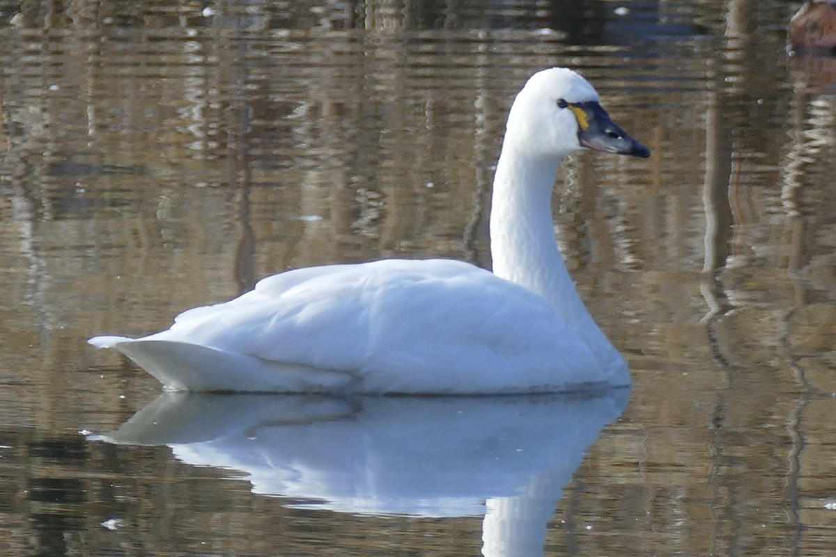 Tundra Swan - Quentin Brown