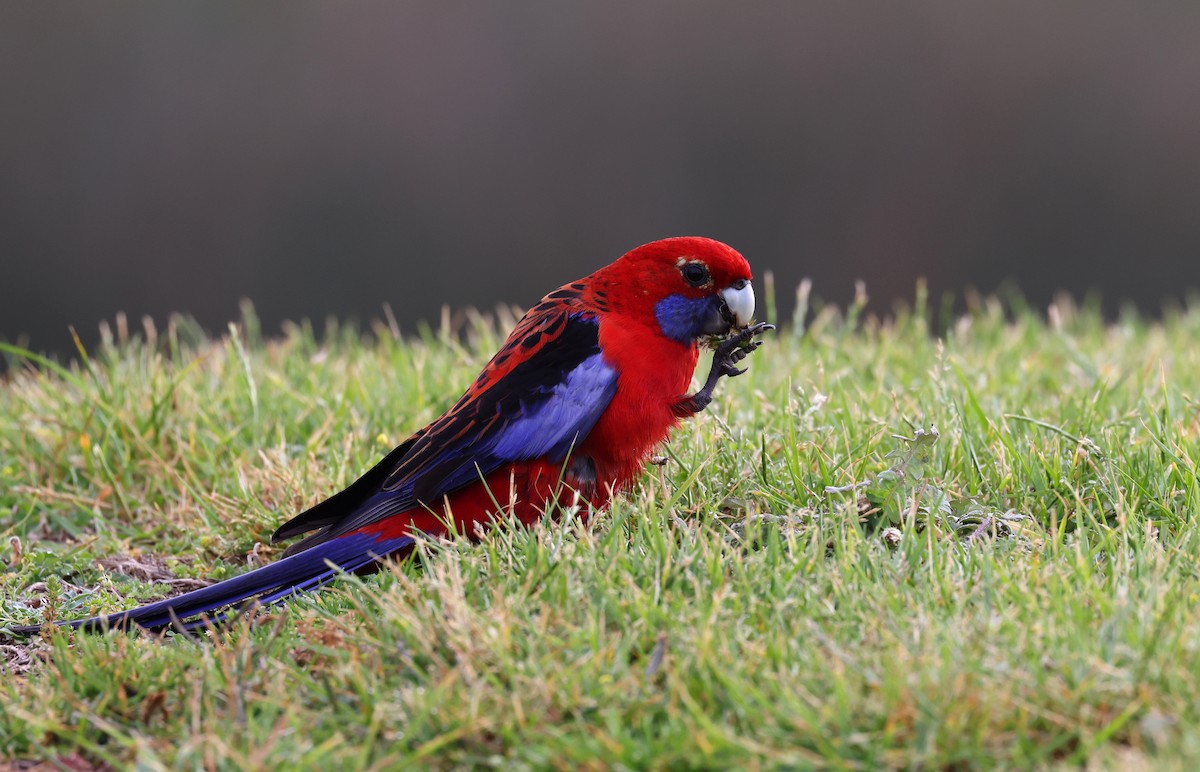 Crimson Rosella - ML492457971