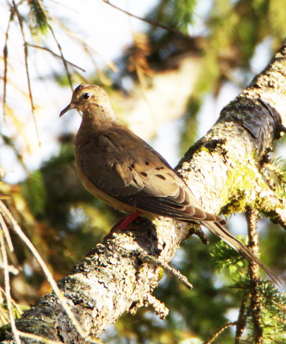 Mourning Dove - ML492458561