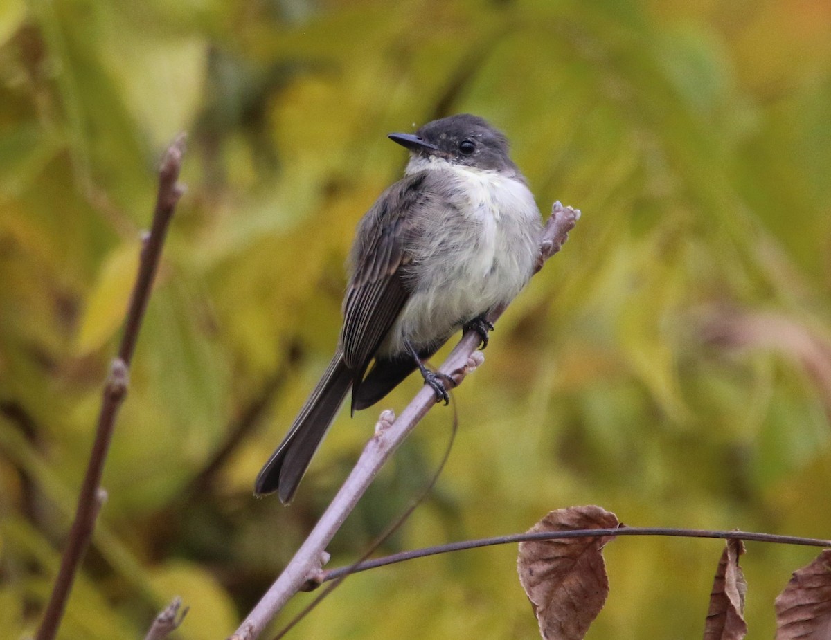 Eastern Phoebe - ML492458641