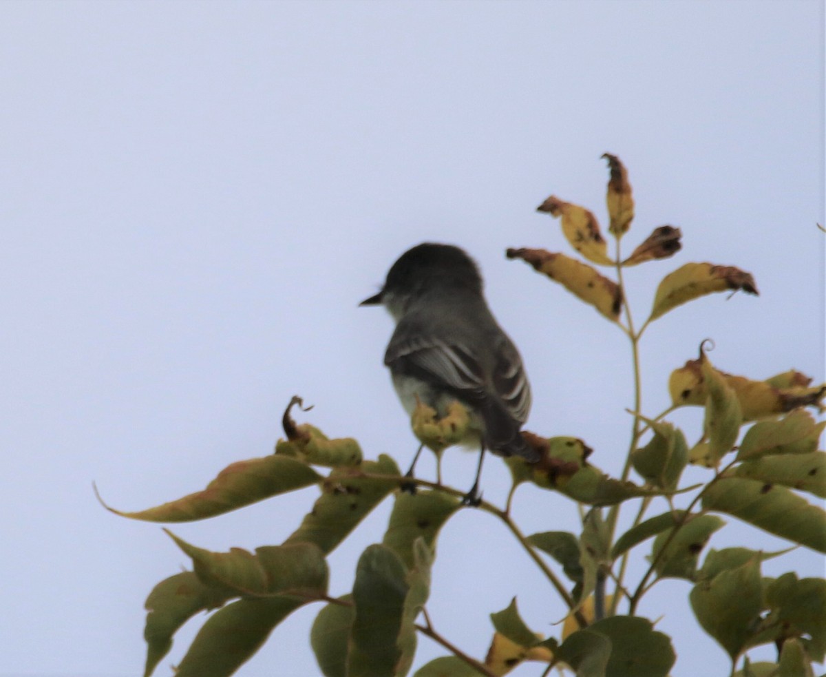 Eastern Phoebe - ML492458651