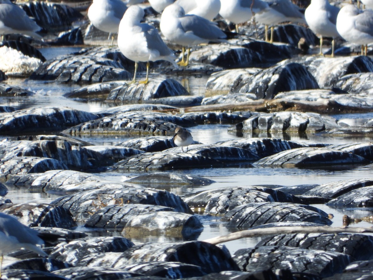 Dunlin - ML492459101