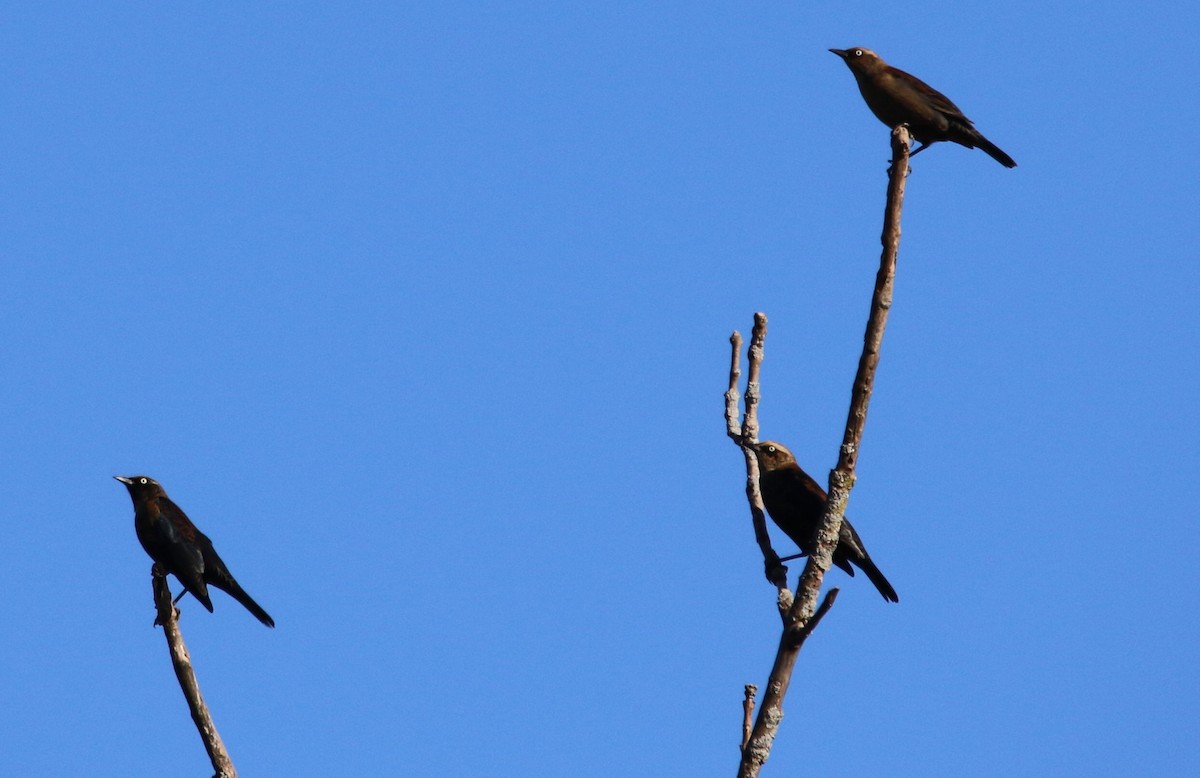 Rusty Blackbird - ML492459161