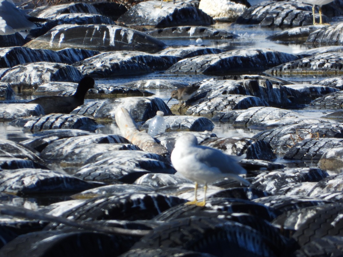 Dunlin - ML492459261