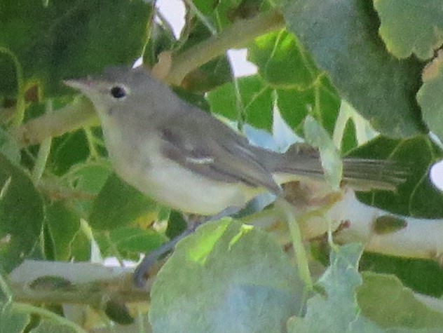 Bell's Vireo - ML492460031