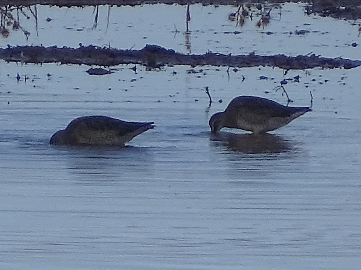 Long-billed Dowitcher - ML492460351