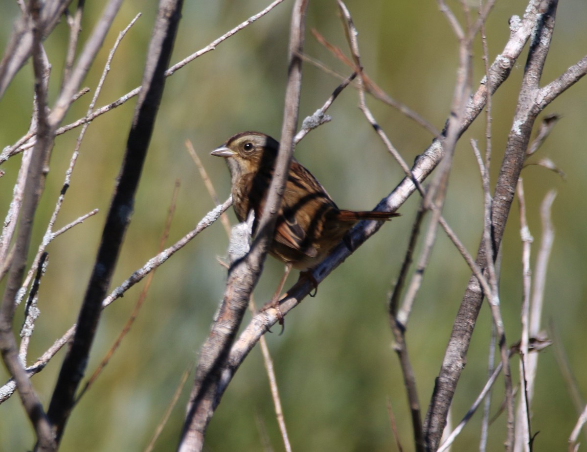 Swamp Sparrow - ML492460661