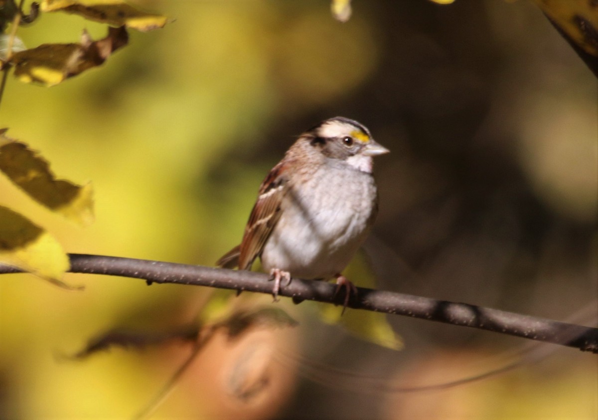 White-throated Sparrow - ML492460891