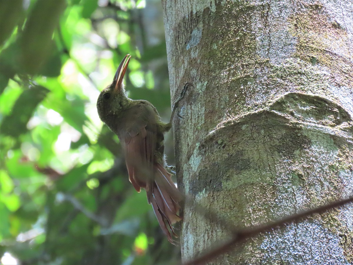 Amazonian Barred-Woodcreeper (Amazonian) - ML492461491