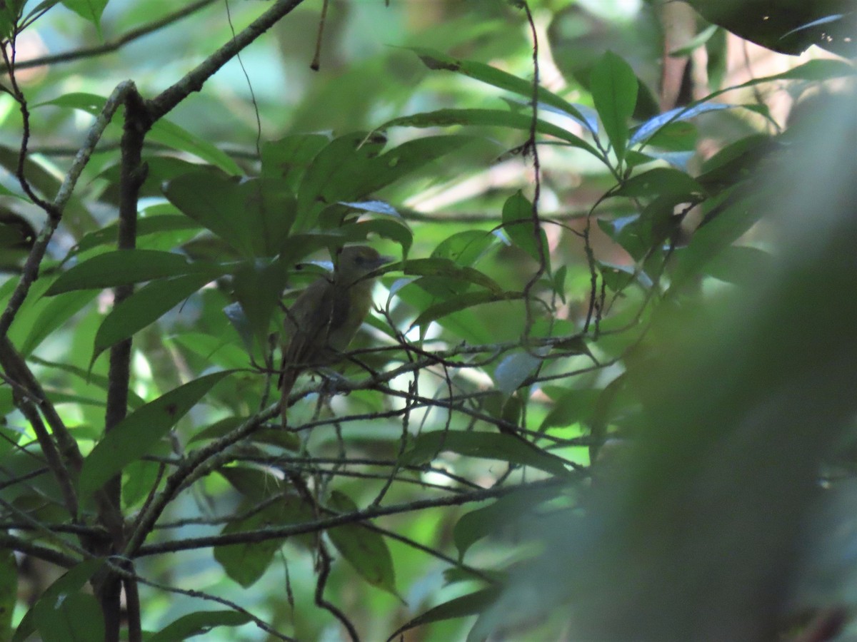 Tawny-crowned Greenlet (Olive-crowned) - ML492461641