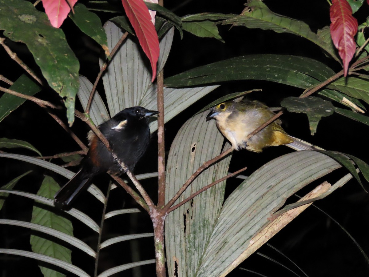 Fulvous-crested Tanager - ML492461731