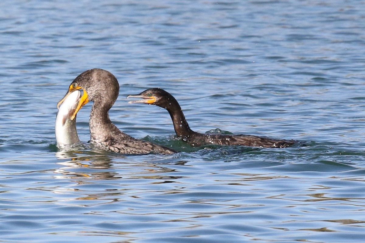 Double-crested/Neotropic Cormorant - Lindsay Story