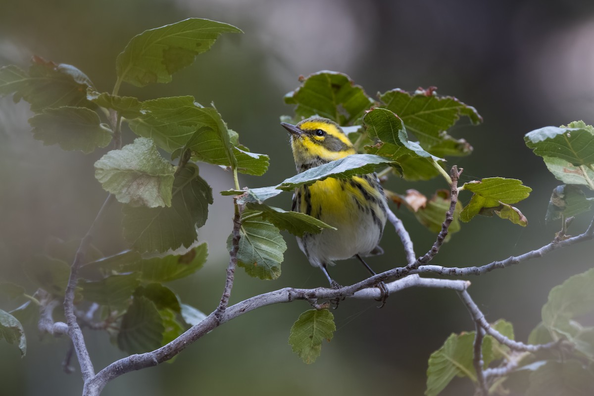 Townsend's Warbler - ML492462681