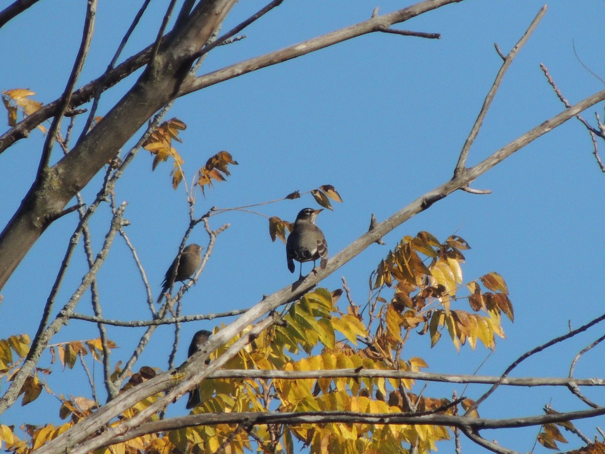Brown-headed Cowbird - ML492462821