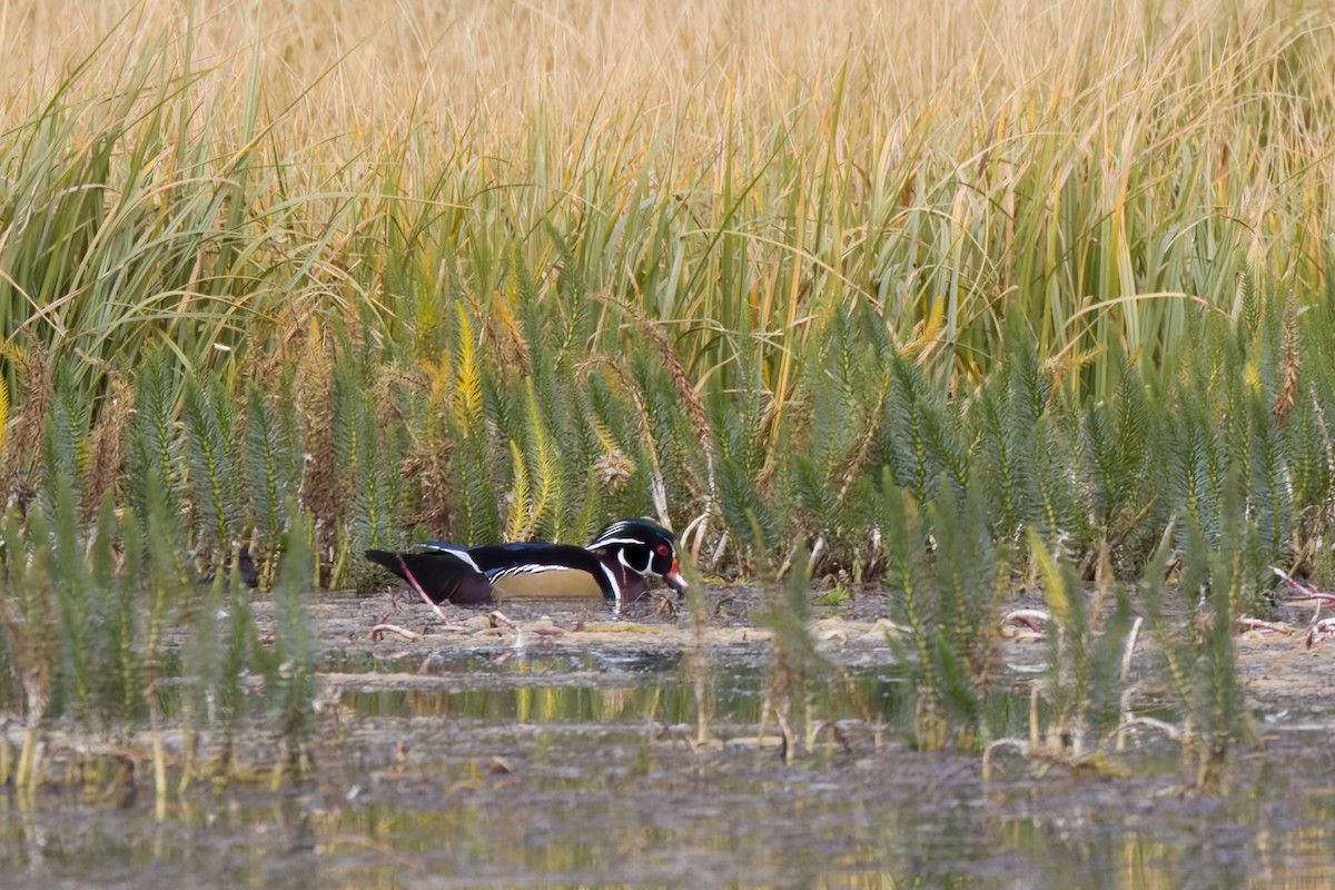 Wood Duck - ML492462921