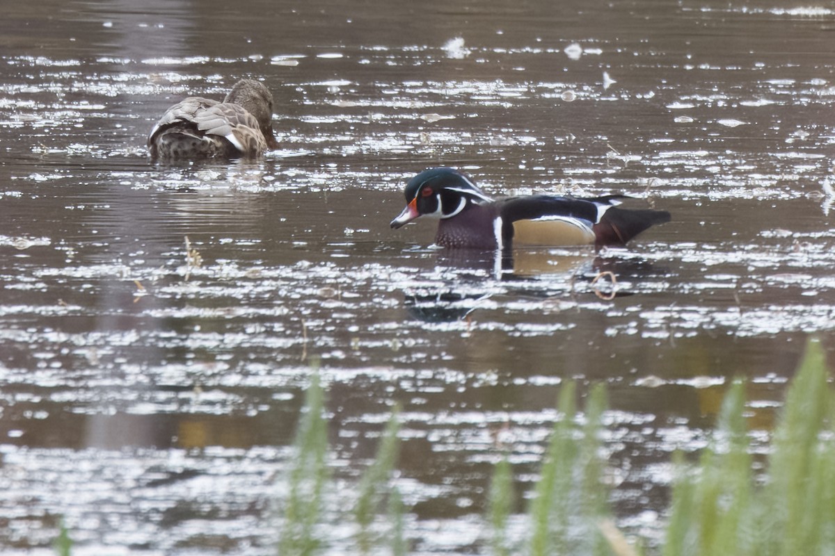 Wood Duck - ML492463041