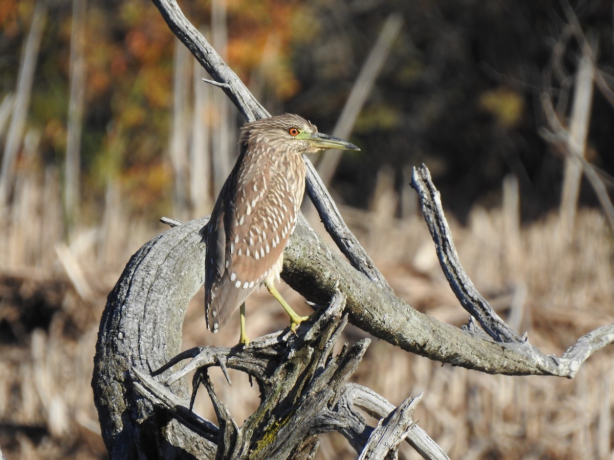 Black-crowned Night Heron - Curtis Combdon