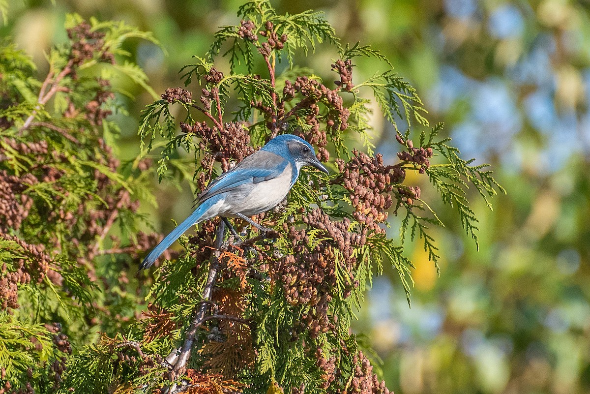 ML492464441 - California Scrub-Jay - Macaulay Library