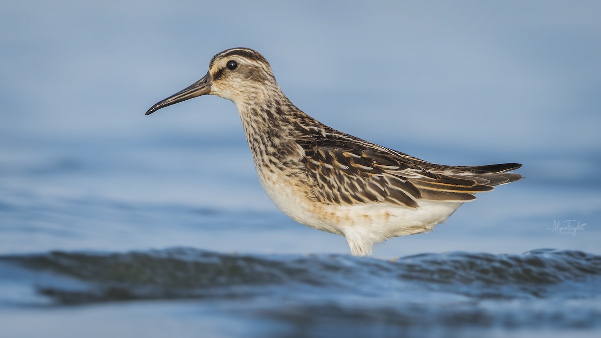 Broad-billed Sandpiper - ML492464941