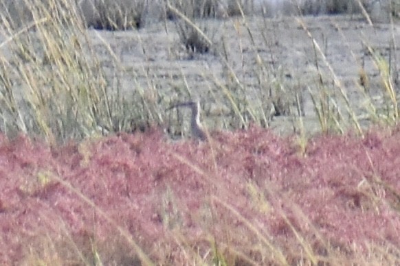 Whimbrel - Steven Weiss