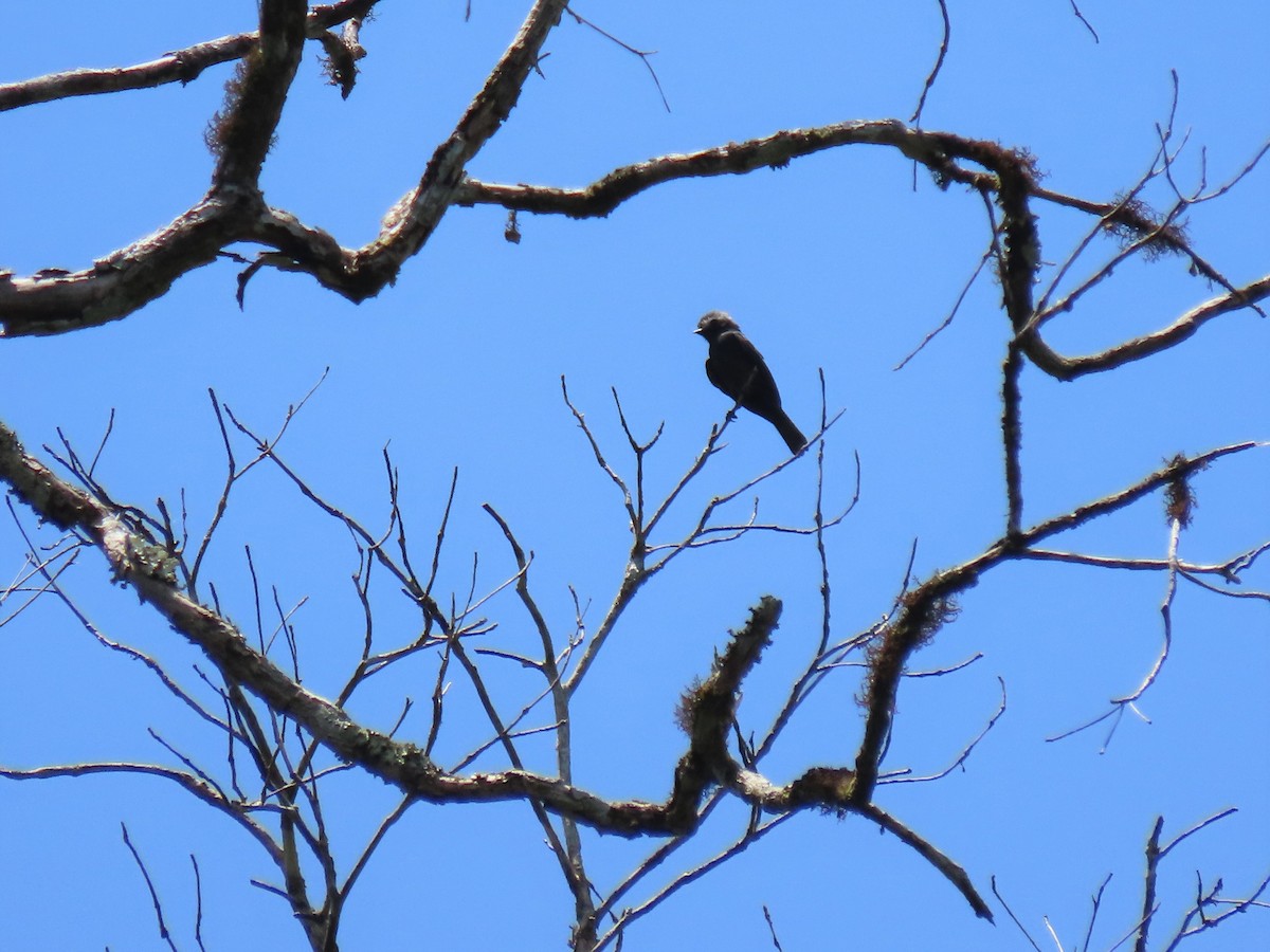 Long-tailed Tyrant - ML492465771