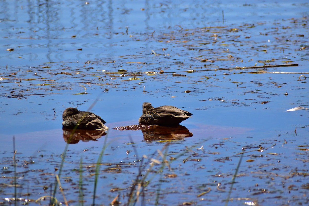 Andean Teal - ML492465861