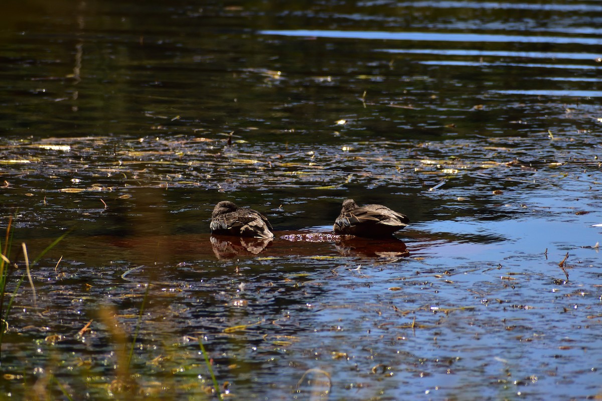 Andean Teal - ML492465901