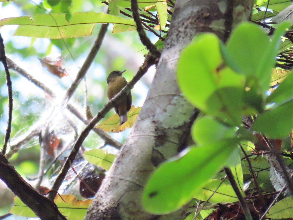 McConnell's Flycatcher (Guianan) - ML492465961