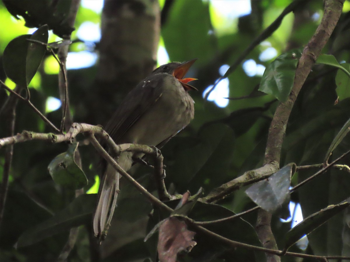 Screaming Piha - ML492466111