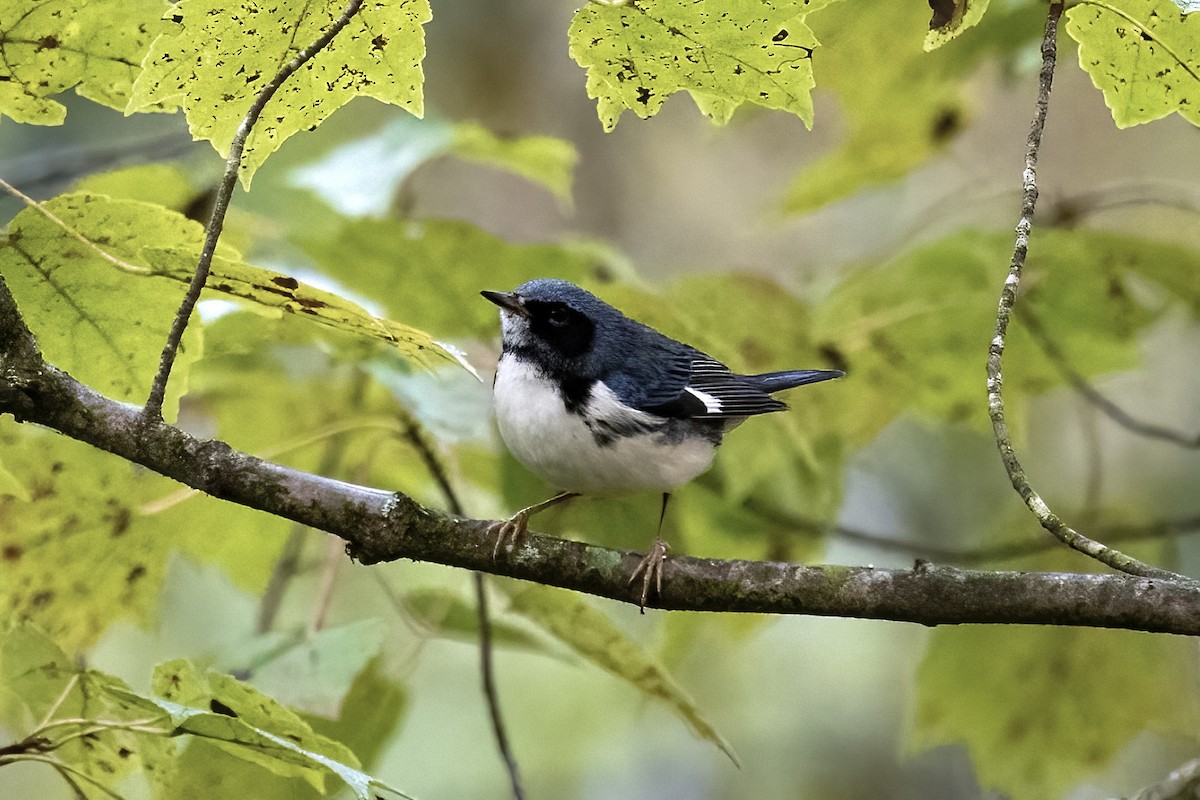 Black-throated Blue Warbler - ML492466191