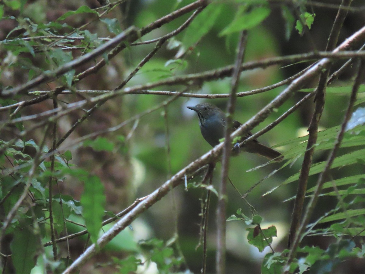 Brown-bellied Stipplethroat - ML492466301