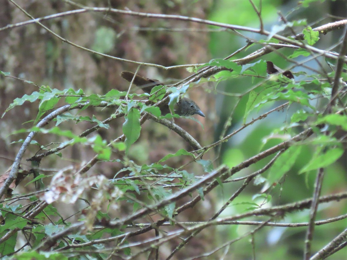 Brown-bellied Stipplethroat - Hugo Foxonet