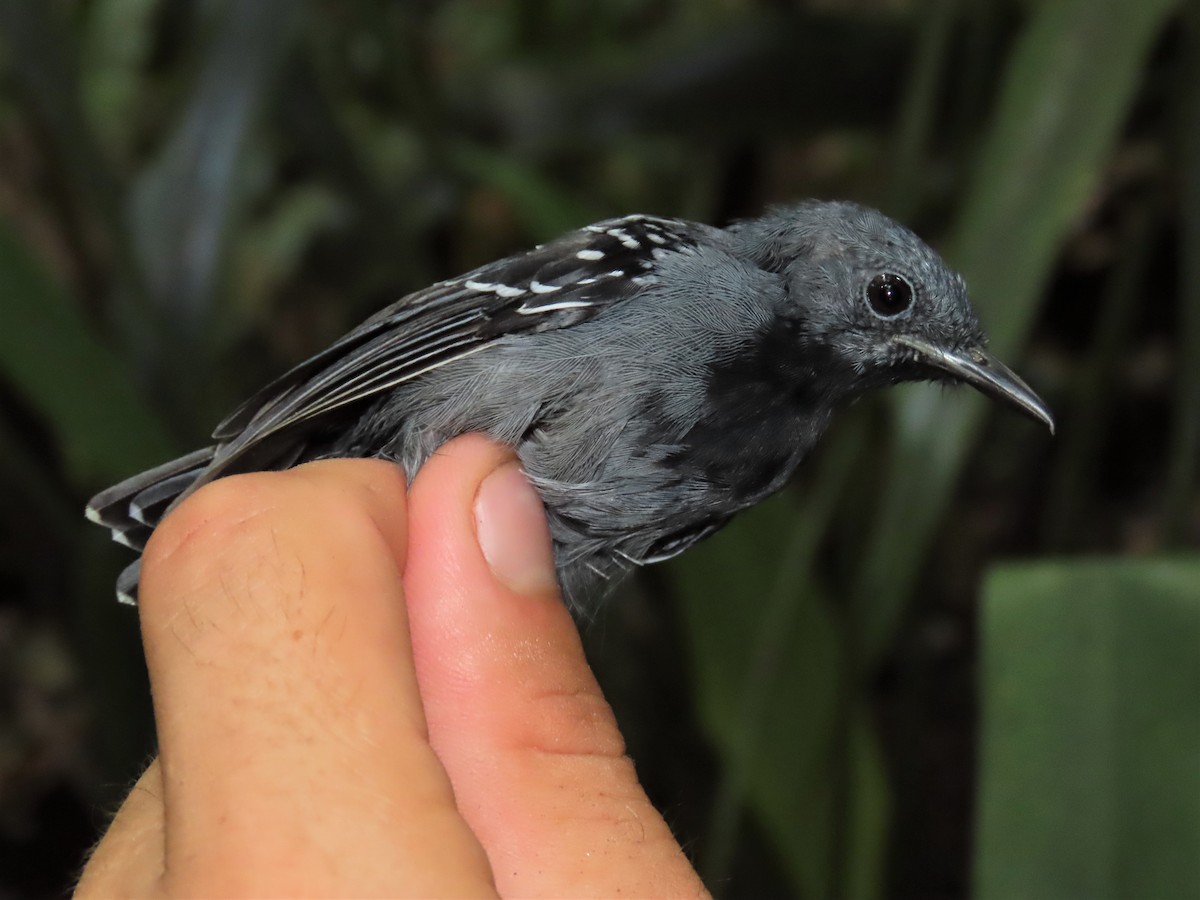 Long-winged Antwren - ML492466431
