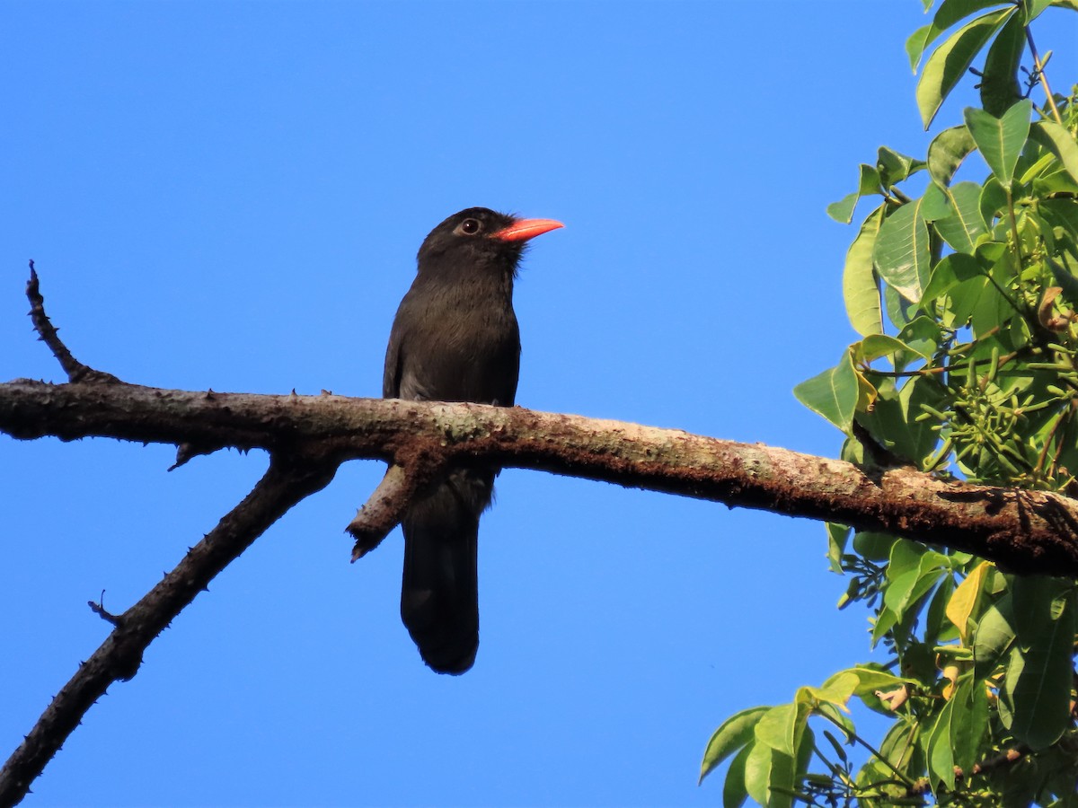 Black Nunbird - ML492466951