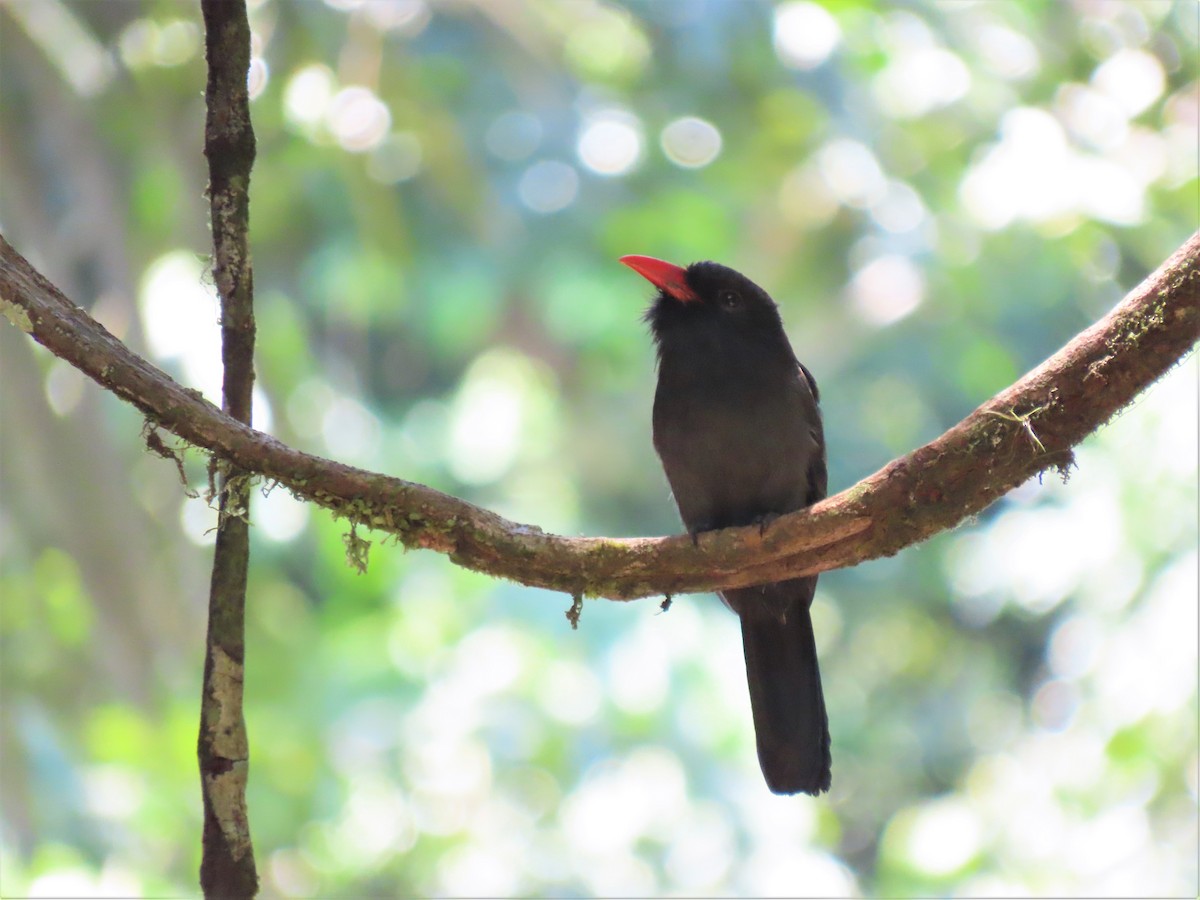 Black Nunbird - ML492466991