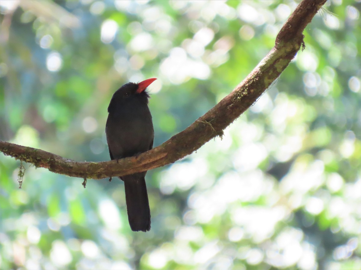 Black Nunbird - ML492467001